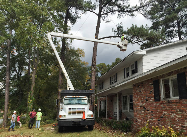 How Our Tree Care Process Works  in  Norristown, PA